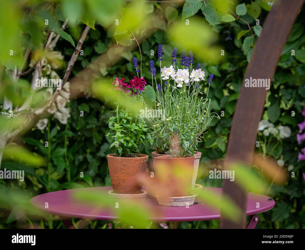 Kleiner rosafarbener Gartentisch und Terrakotta-Töpfe mit Sommerblumen. Stockfoto