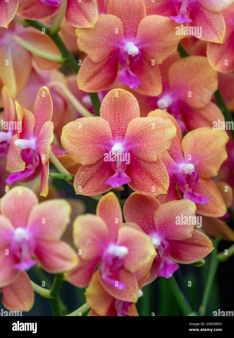 Rosa und orange Blüten von Phalaenopsis Bolgheri. Stockfoto