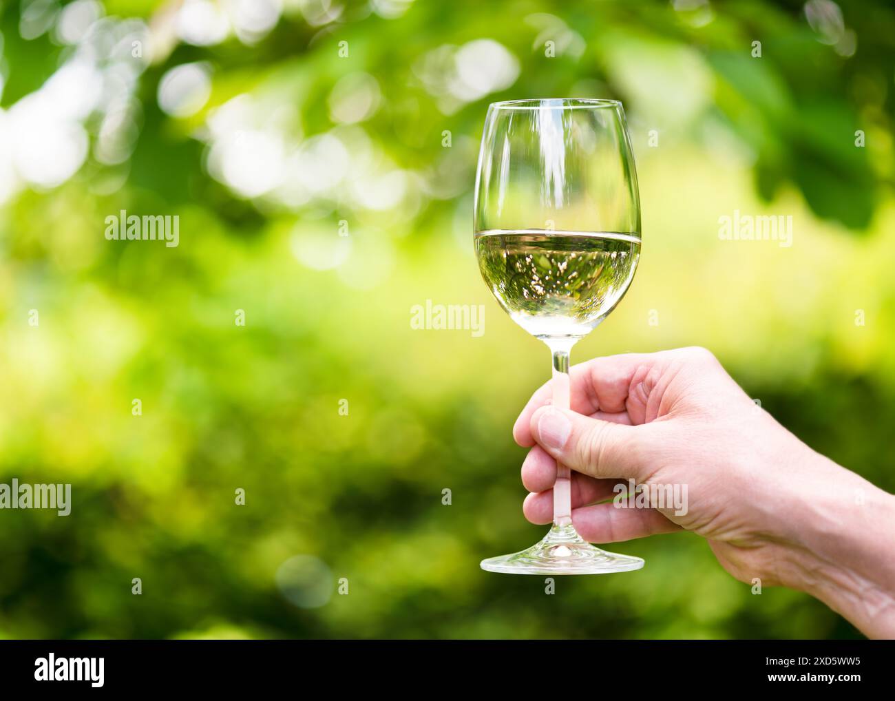 Mann Hand hält ein Glas Weißwein in einem Garten bei Sonnenuntergang. Alkoholische Getränke. Weißwein im Glas. Warme Abende. Wein trinken in der Natur. Stockfoto
