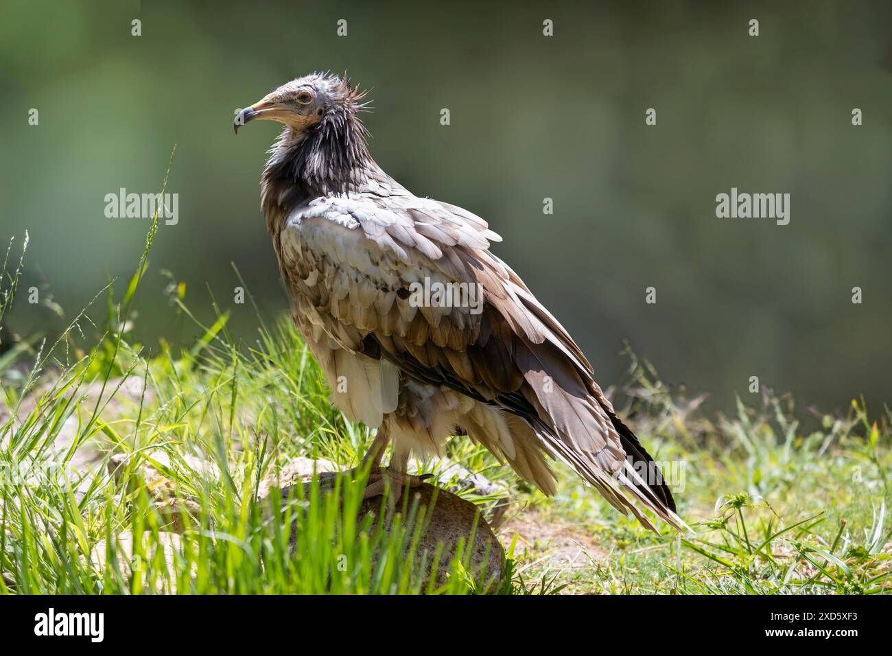 Schmutzgeier (Neophron percnopterus), auch genannt die Weißen scavenger Geier oder des Pharao Huhn. Stockfoto