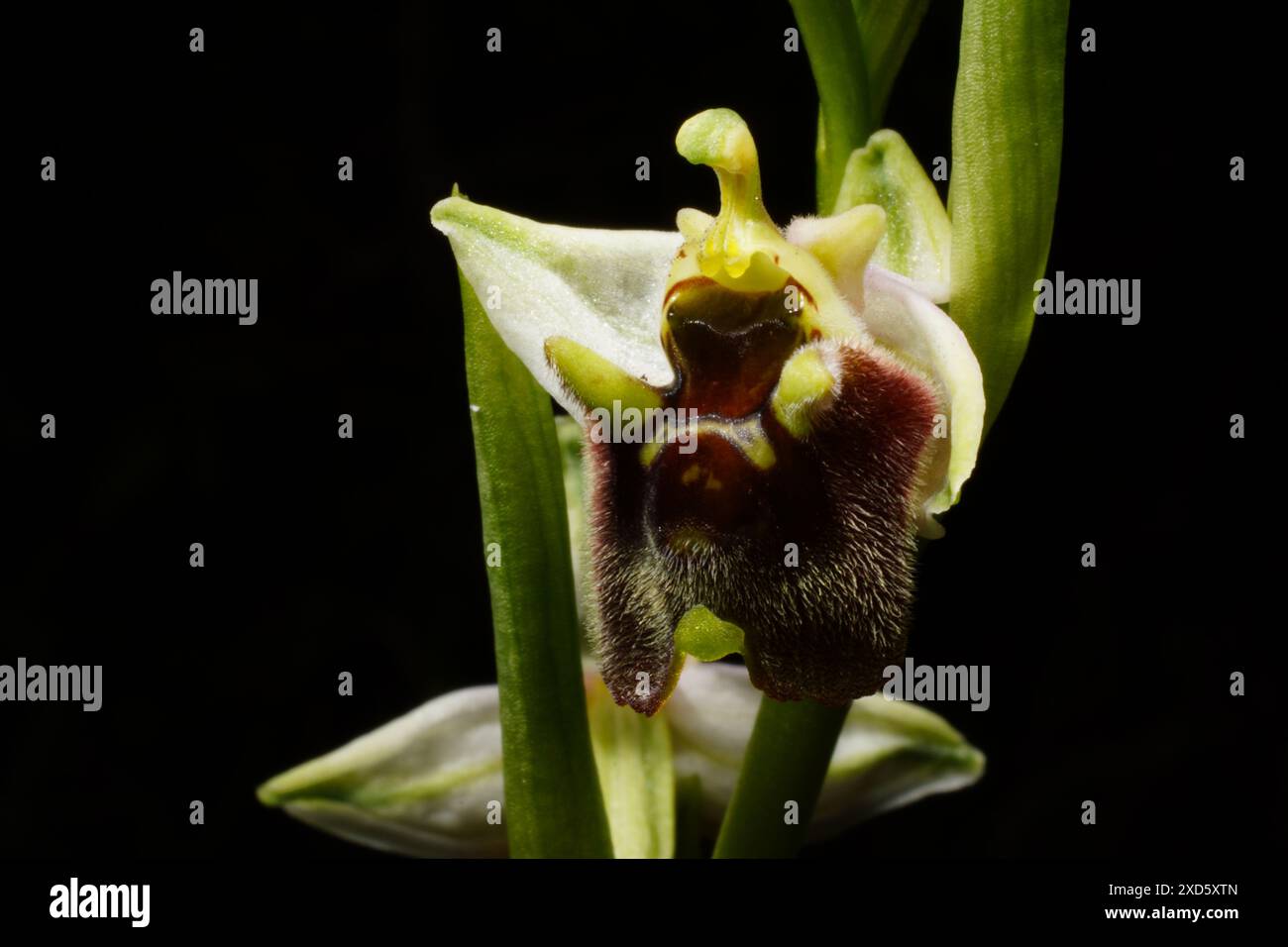 Blume der Levant Orchidee (Ophrys levantina) auf schwarzem Hintergrund, Zypern Stockfoto