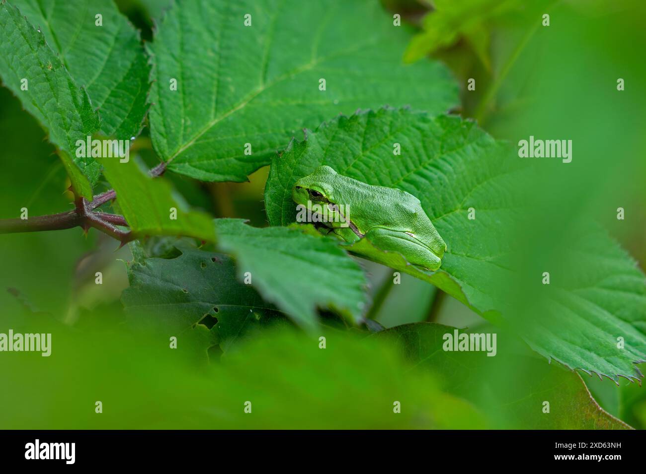 Europäischer Baumfrosch (Hyla arborea / Rana arborea) sonnt sich im Frühjahr/Sommer auf Brombeerblatt und zeigt grüne Tarnfarbe Stockfoto