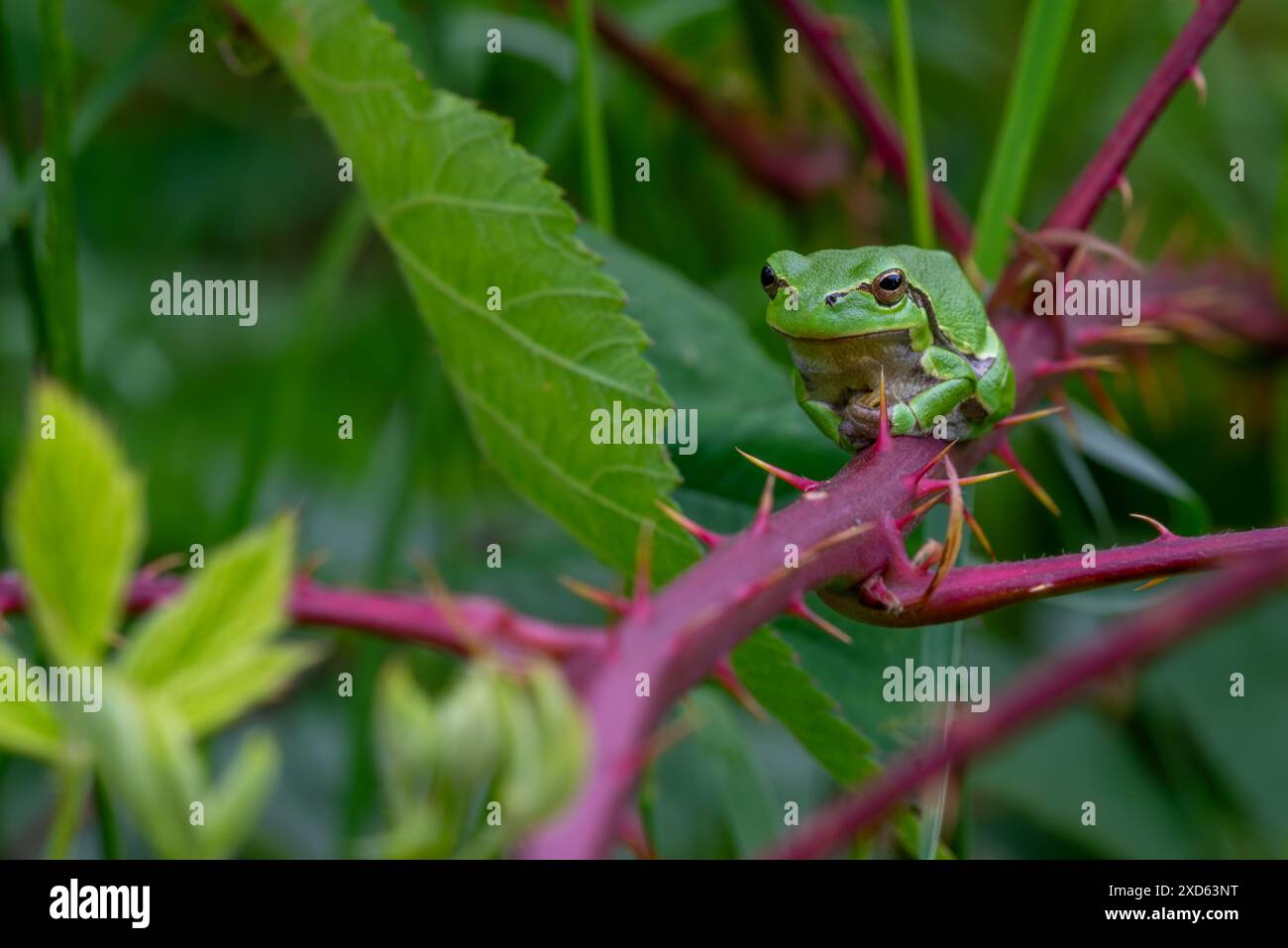 Europäischer Baumfrosch (Hyla arborea / Rana arborea), der im Frühjahr/Sommer auf einem stacheligen Brombeerbaum mit grüner Tarnfarbe sonnt Stockfoto