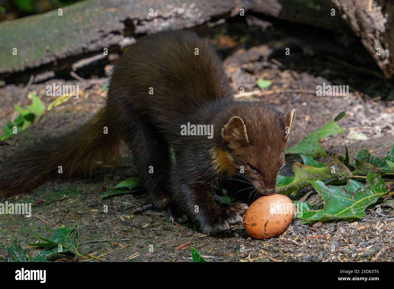 Europäischer Kiefernmarder (Martes Martes) isst gestohlenes Hühnerei Stockfoto