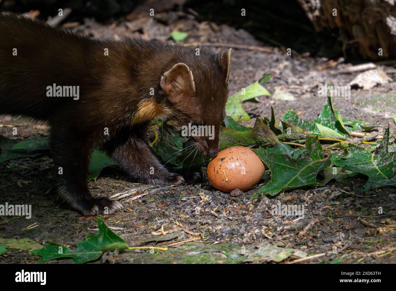 Europäischer Kiefernmarder (Martes Martes) isst gestohlenes Hühnerei Stockfoto