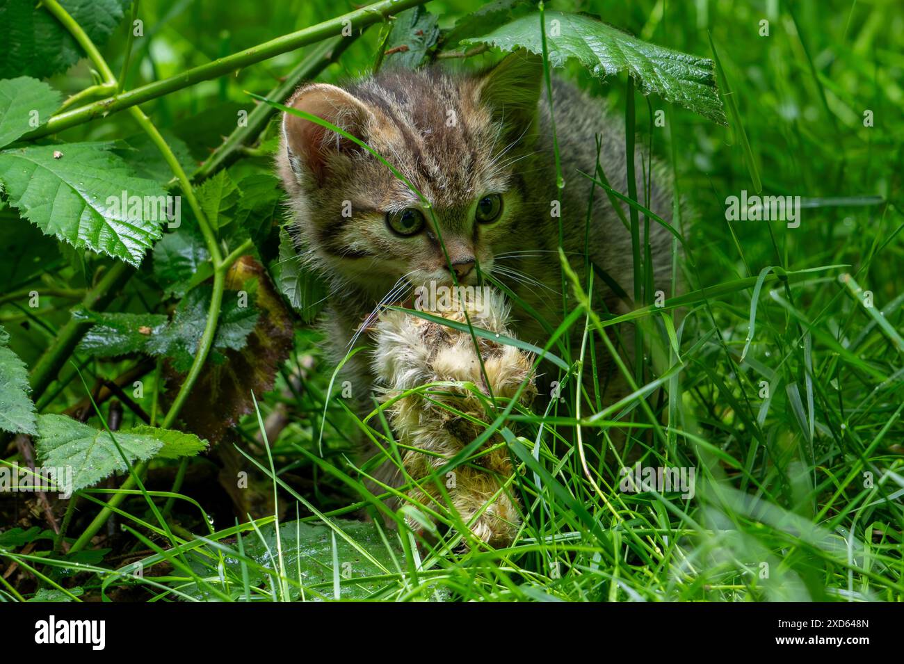 Europäische Wildkatze / Wildkatze (Felis silvestris silvestris) 7 Wochen altes Kätzchen mit getöteten Vogelküken, versteckt im Unterholz / Dickicht des Waldes im Frühjahr Stockfoto