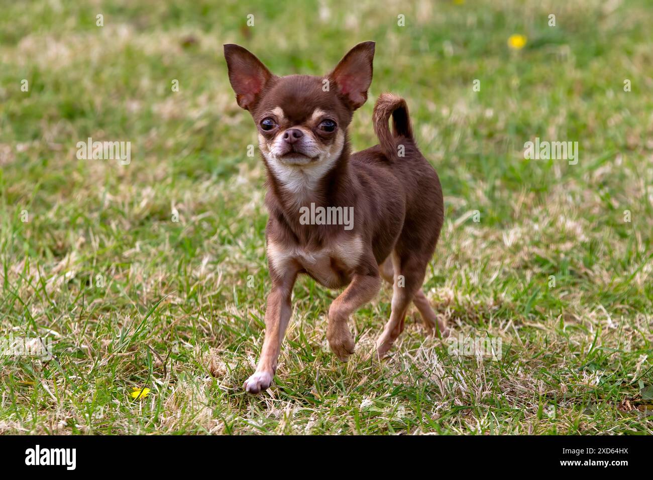 Süßer kleiner Chihuahua-Hund, der auf Gras läuft. Schokoladenbraun mit braunen Punkten. Stockfoto