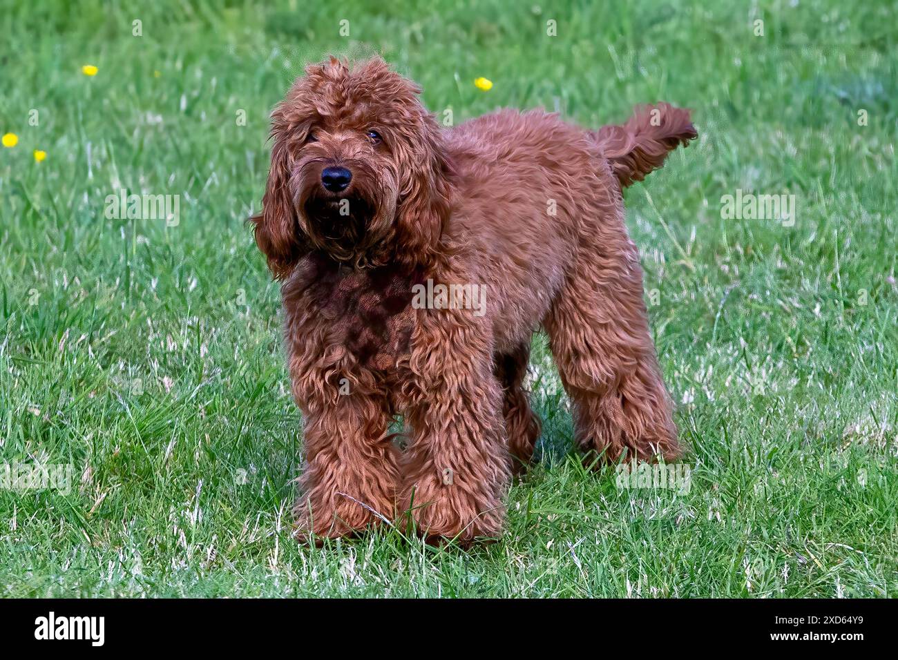 Goldener Cockapoo, der auf Gras steht Stockfoto