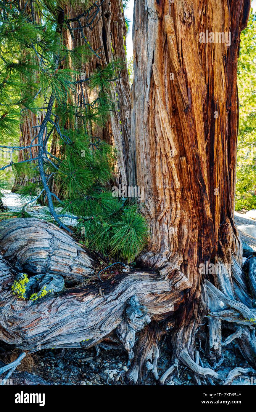 Nahaufnahme von knorrigem Kiefernbaum Stamm und Wurzeln; Ed Z'berg - Sugar Pine Point State Park; Lake Tahoe; Kalifornien; USA Stockfoto