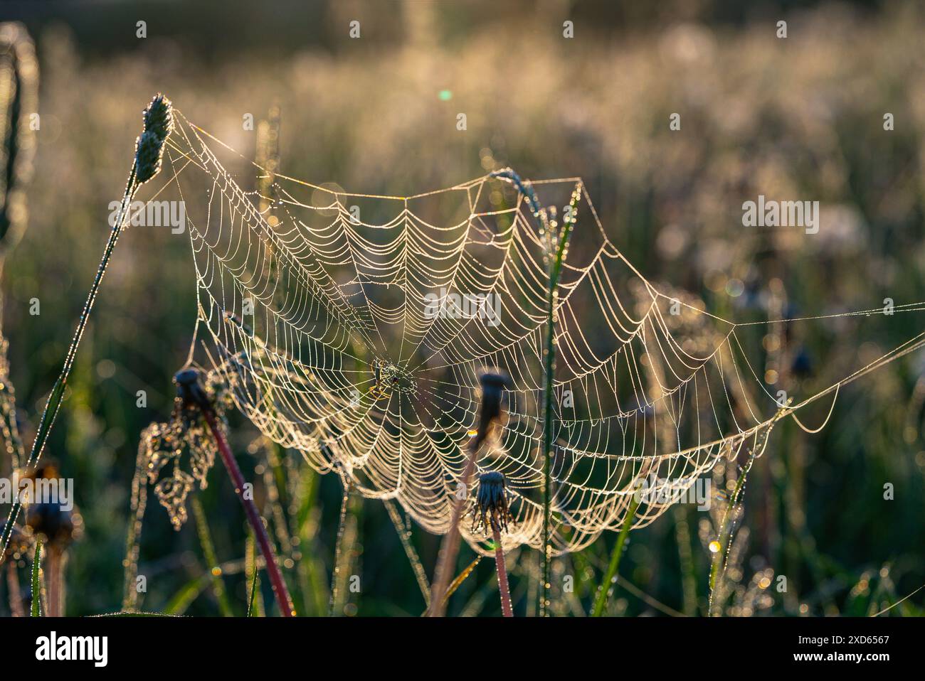 Zartes Spinnennetz, das im frühen Morgenlicht mit dem Glitzern bedeckt ist, vor einem unscharfen natürlichen Hintergrund, das die Schönheit der Natur einfängt. Stockfoto