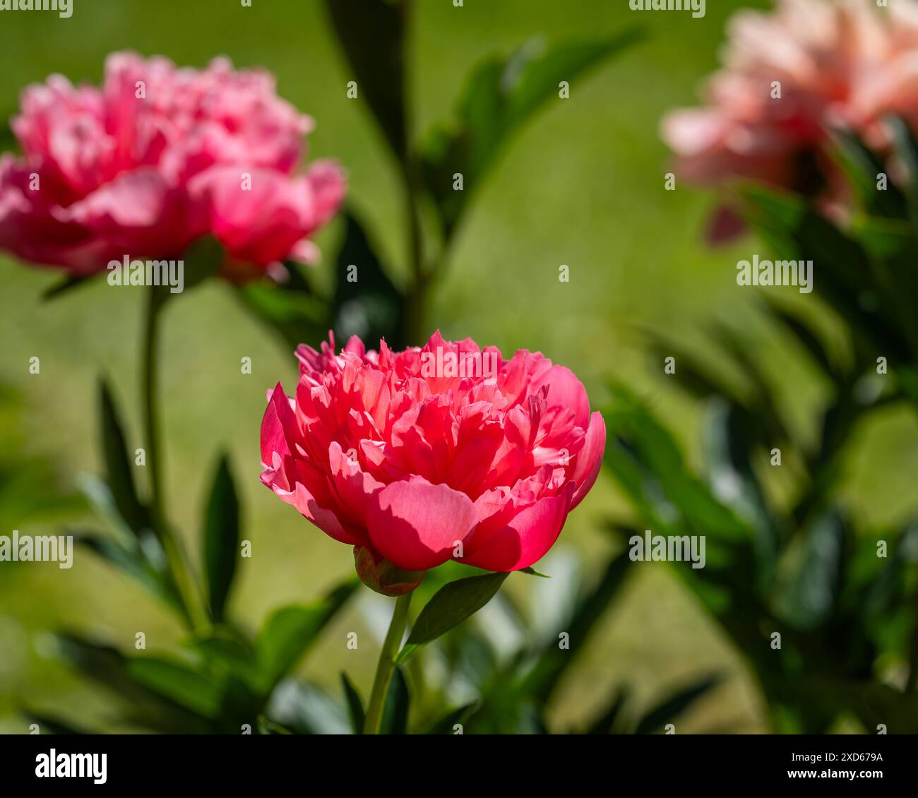 Halb-doppelte rosa Pfingstrosen-Blüten. Pfingstrose Blumen Hintergrund. Hintergrundbild. Stockfoto