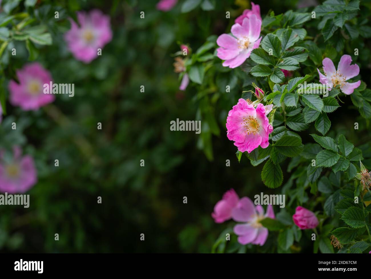 Rosa wilde Rosenblumen Hintergrund. Rosa rubiginosa (süße Briar, süße Briar, süße brier oder eglantine). Stockfoto