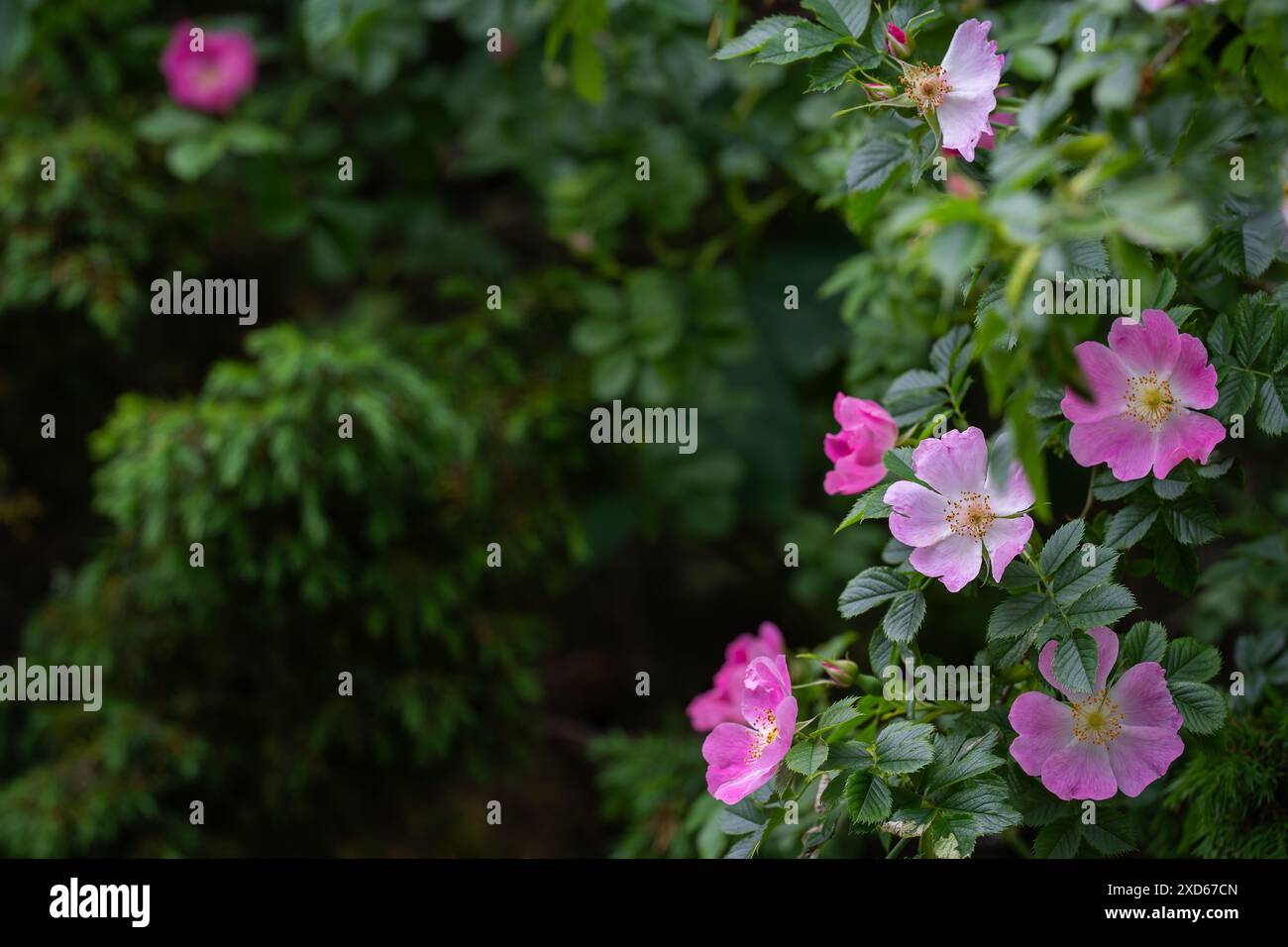 Rosa wilde Rosenblumen Hintergrund. Rosa rubiginosa (süße Briar, süße Briar, süße brier oder eglantine). Stockfoto