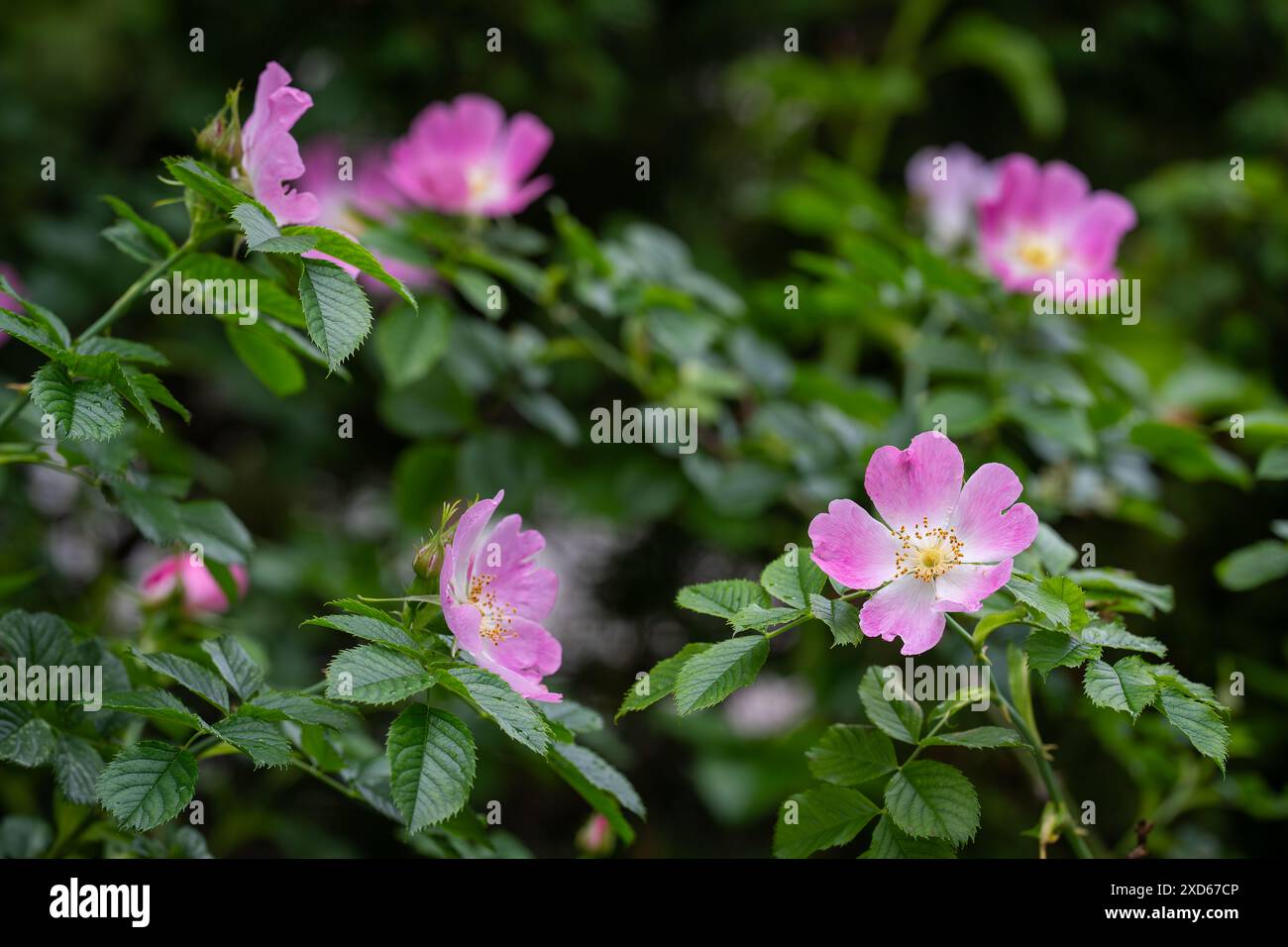 Rosa wilde Rosenblumen Hintergrund. Rosa rubiginosa (süße Briar, süße Briar, süße brier oder eglantine). Stockfoto