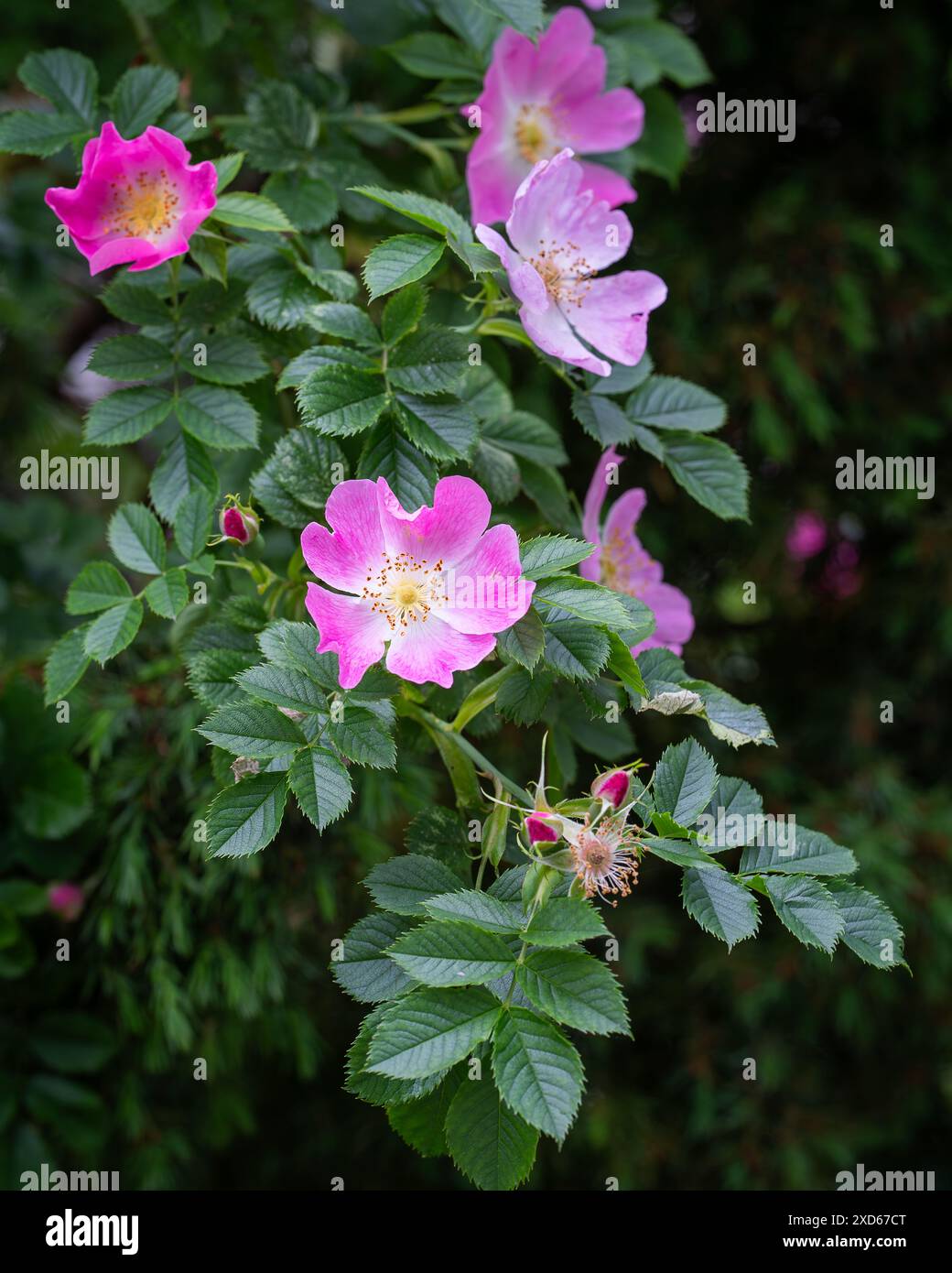 Rosa wilde Rosenblumen Hintergrund. Rosa rubiginosa (süße Briar, süße Briar, süße brier oder eglantine). Stockfoto