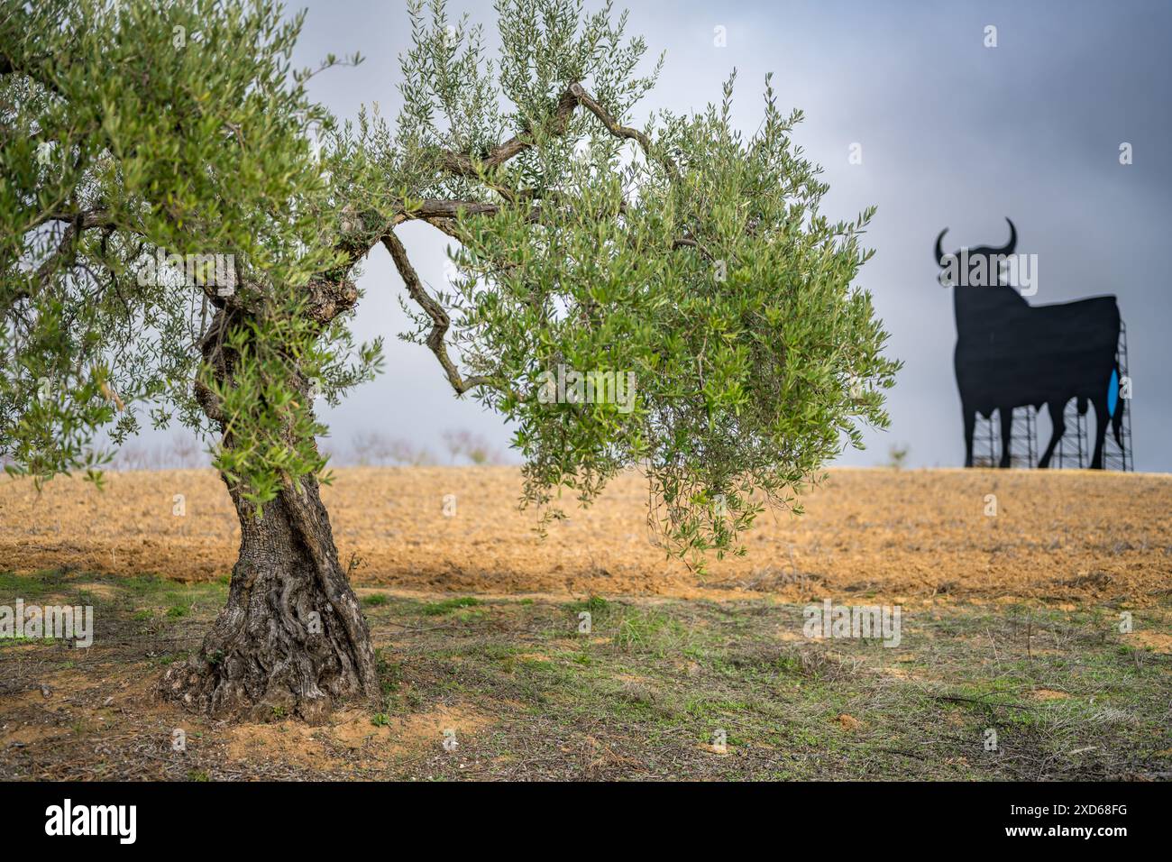 Malerischer Blick auf einen Olivenbaum und den berühmten Osborne Bullen in der Provinz Sevilla, Spanien. Stockfoto