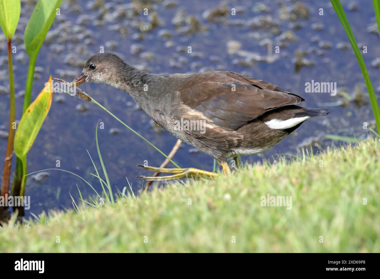 Juvenile Teichhuhn (Gallinula Chloropus) Stockfoto