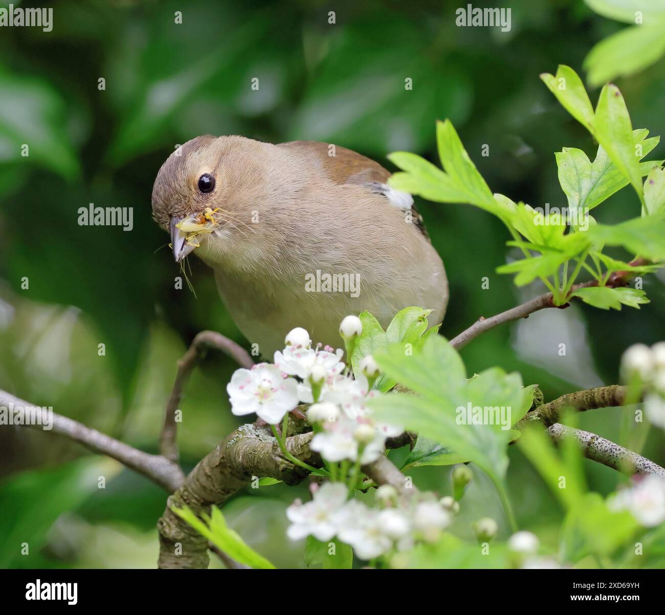 Ein weiblicher gewöhnlicher Chaffinch (Fringilla coelebs). Stockfoto