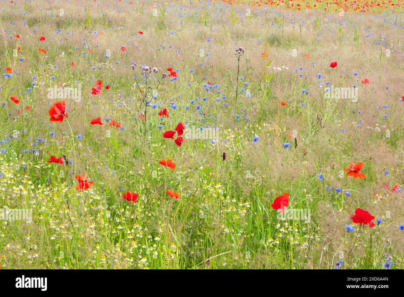 Natur-inklusive Landwirtschaft, eine blühende Wiese mit allen Arten von Kräutern, einschließlich Kornblumen, wildem Mohn, Kamille und Disteln Stockfoto