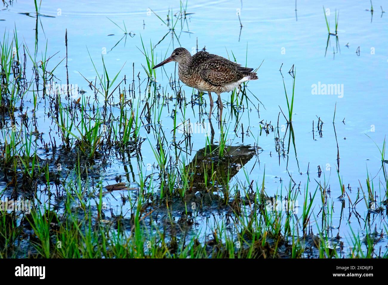 Sein Bild zeigt einen Pectoral-Sandpiper in flachem Wasser in einem Sumpfgebiet. Der Vogel ist nach links gerichtet und seine Reflexion kann sein Stockfoto
