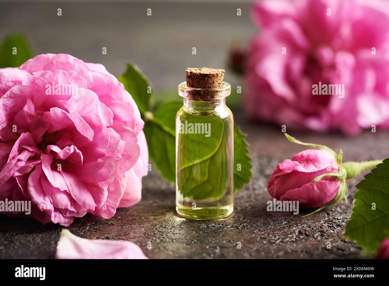 Kohlrosenblüten mit einer Flasche ätherischen Öls auf dunklem Hintergrund Stockfoto