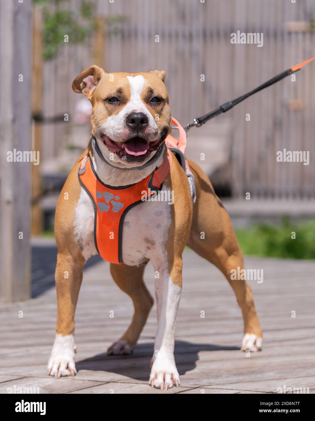 Große klobige freundliche rötliche Bräune und weiße Pit Bull Terrier Bulldogge draußen an der Leine. Stout American Staffordshire Pitbull Terrier Hund. Stockfoto