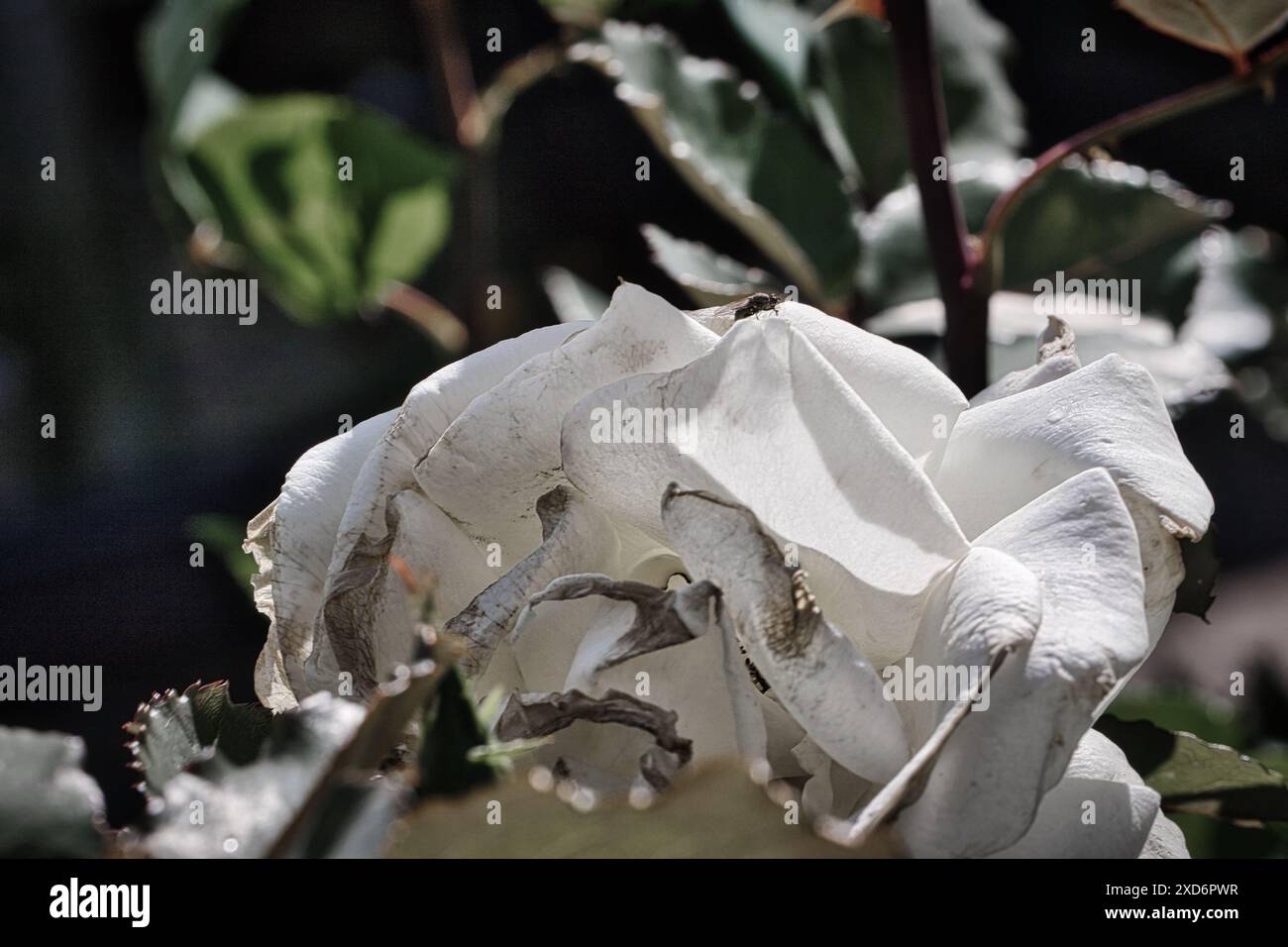 Eine Nahaufnahme einer verwelkten weißen Rose mit umliegenden grünen Blättern. Die Blüten sind trocken und kräuseln sich, was darauf hinweist, dass die Blüte ihre Blüte überschritten hat. Stockfoto