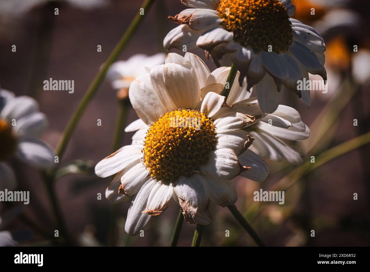 Nahaufnahme von verwelkten Gänseblümchen mit gelben Mittelpunkten und weißen Blütenblättern im Sonnenlicht. Stockfoto