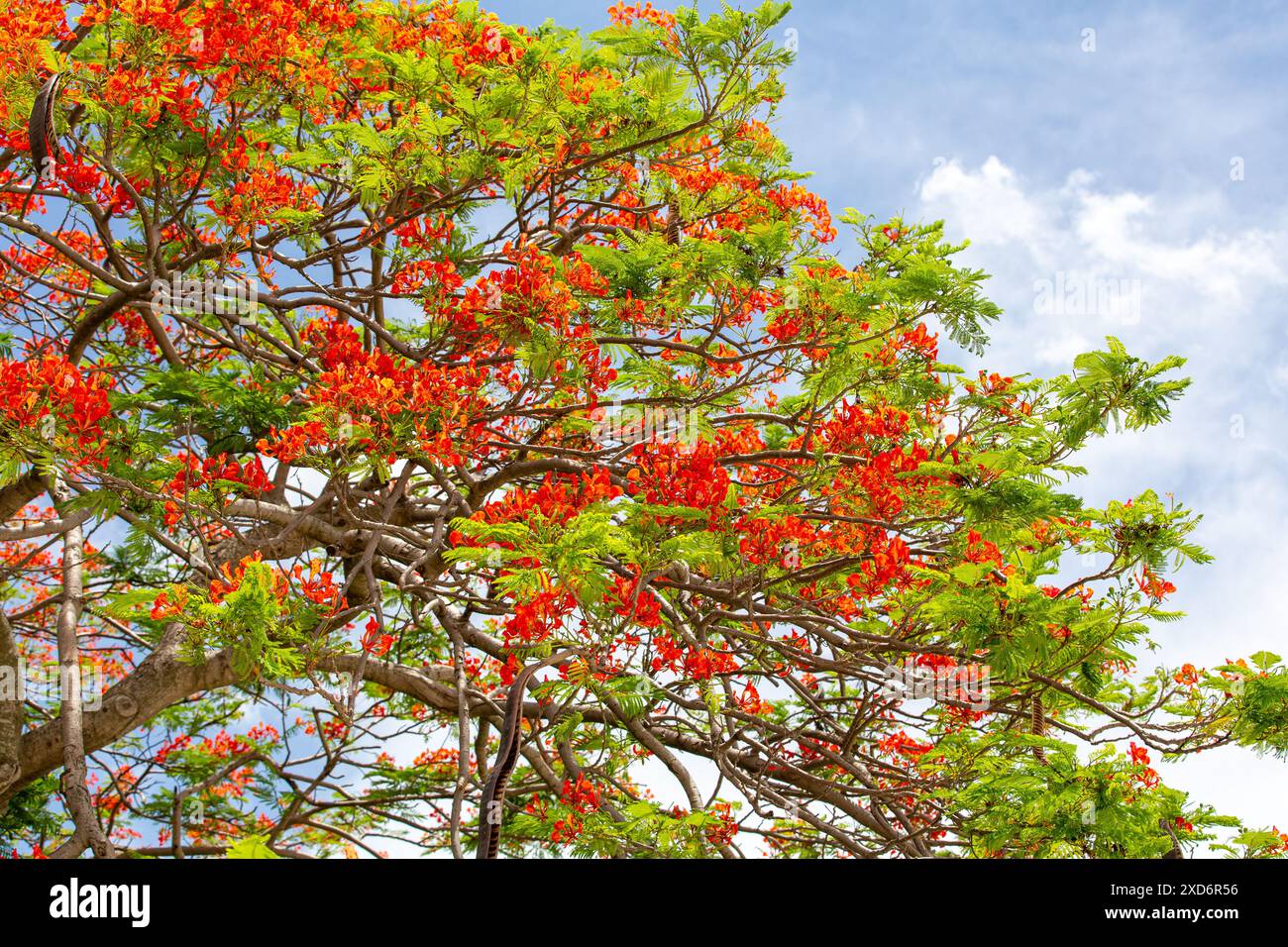 Foto des blühenden königlichen Ponciana mit clair-Himmel im Hintergrund. Stockfoto