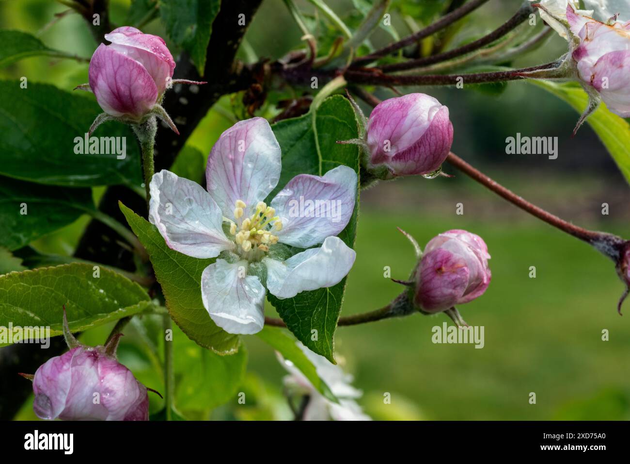 WA24828-00....WASHINGTON - gelbe köstliche Apfelblüte (Malus domestica) in einem Garten von Edmonds. Stockfoto