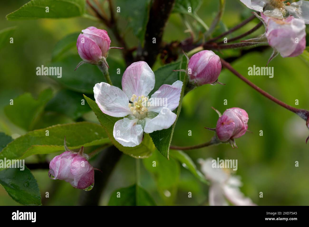 WA24829-00....WASHINGTON - gelbe köstliche Apfelblüte (Malus domestica) in einem Garten von Edmonds. Stockfoto