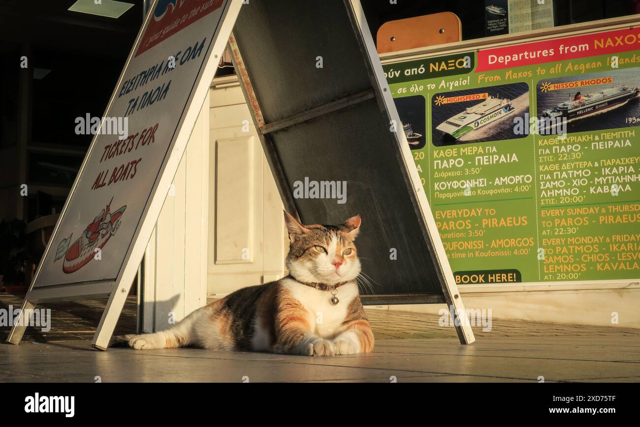 Streunende Katzen Griechenlands auf den Straßen. Stockfoto