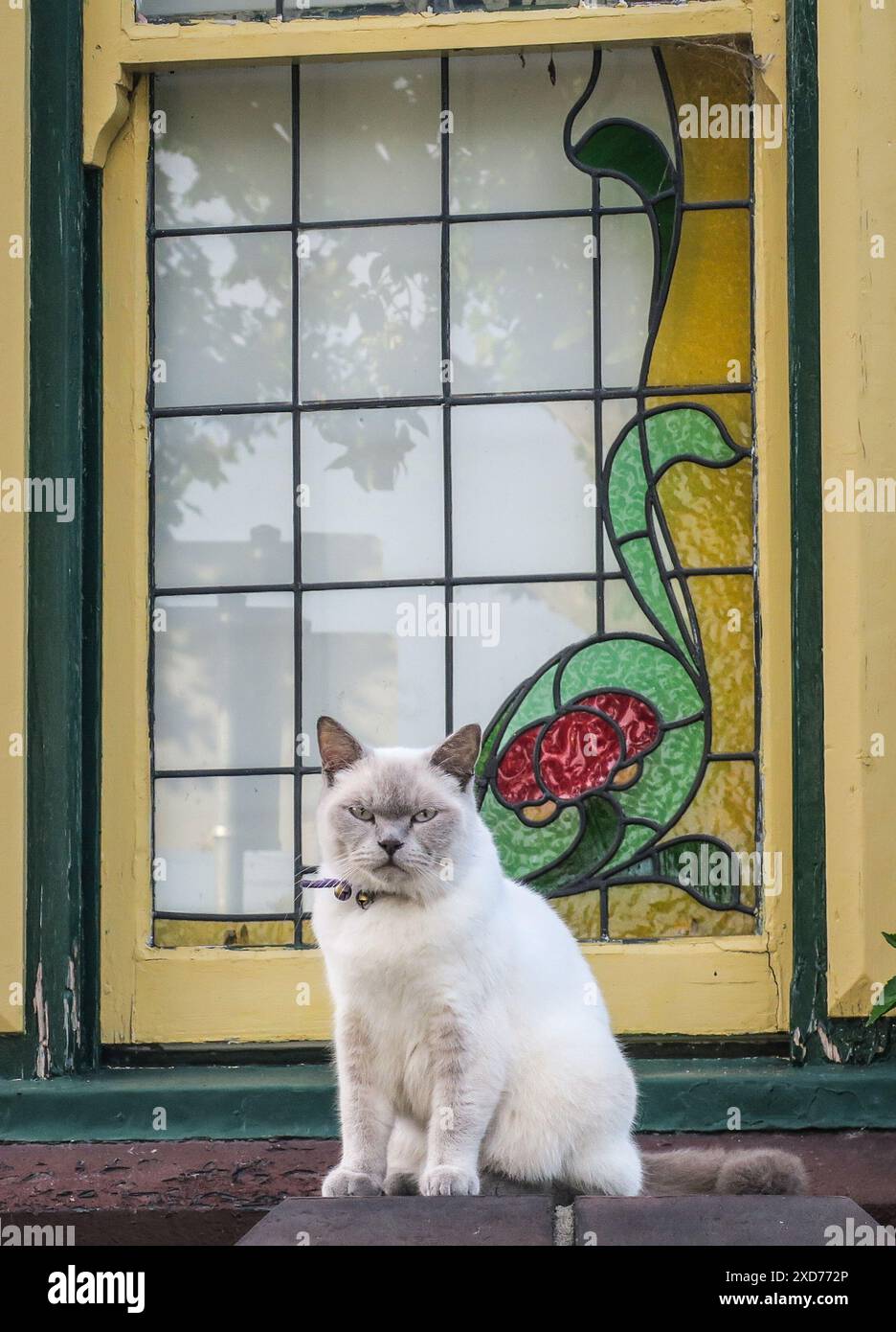 Hauskatzen aus Melbourne, Australien. Stockfoto