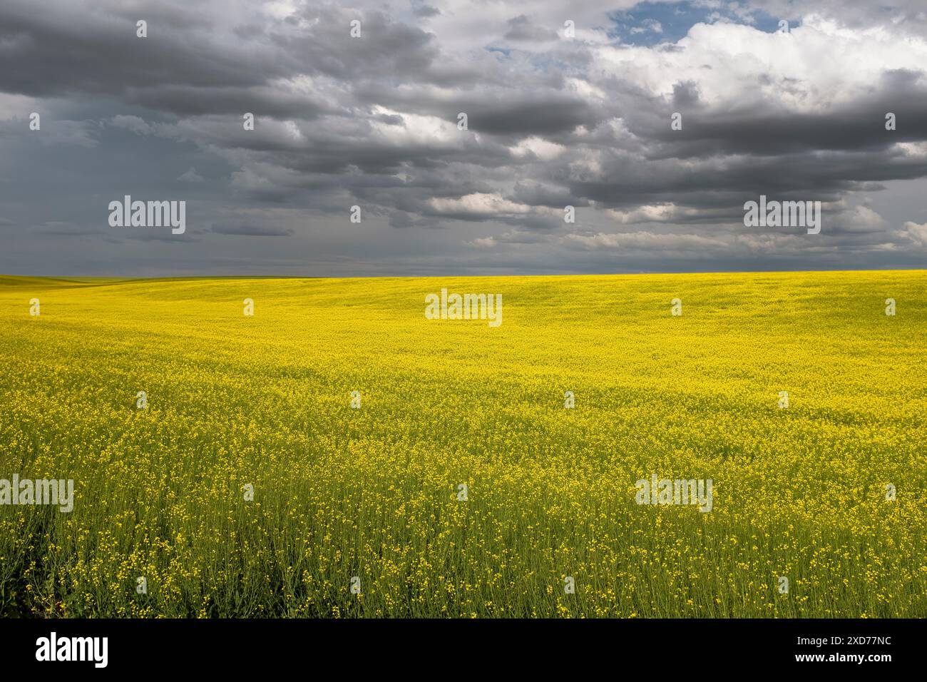 WA24912-00....WASHINGTON - Wolken über einem Rapsfeld in der Nähe von Ritzville. Teil der Cross Washington Mountain Bike Route. Stockfoto