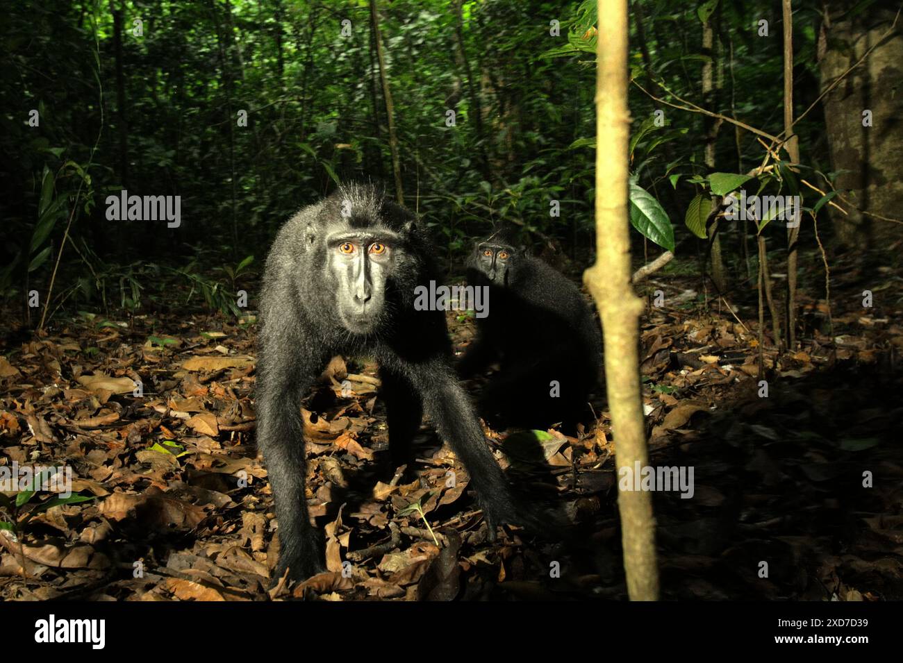 Zwei Individuen des Sulawesi-Schwarzhaubenmakaken (Macaca nigra) schauen neugierig in die Kamera, während sie im Tangkoko Nature Reserve, Indonesien, fotografiert werden. Stockfoto