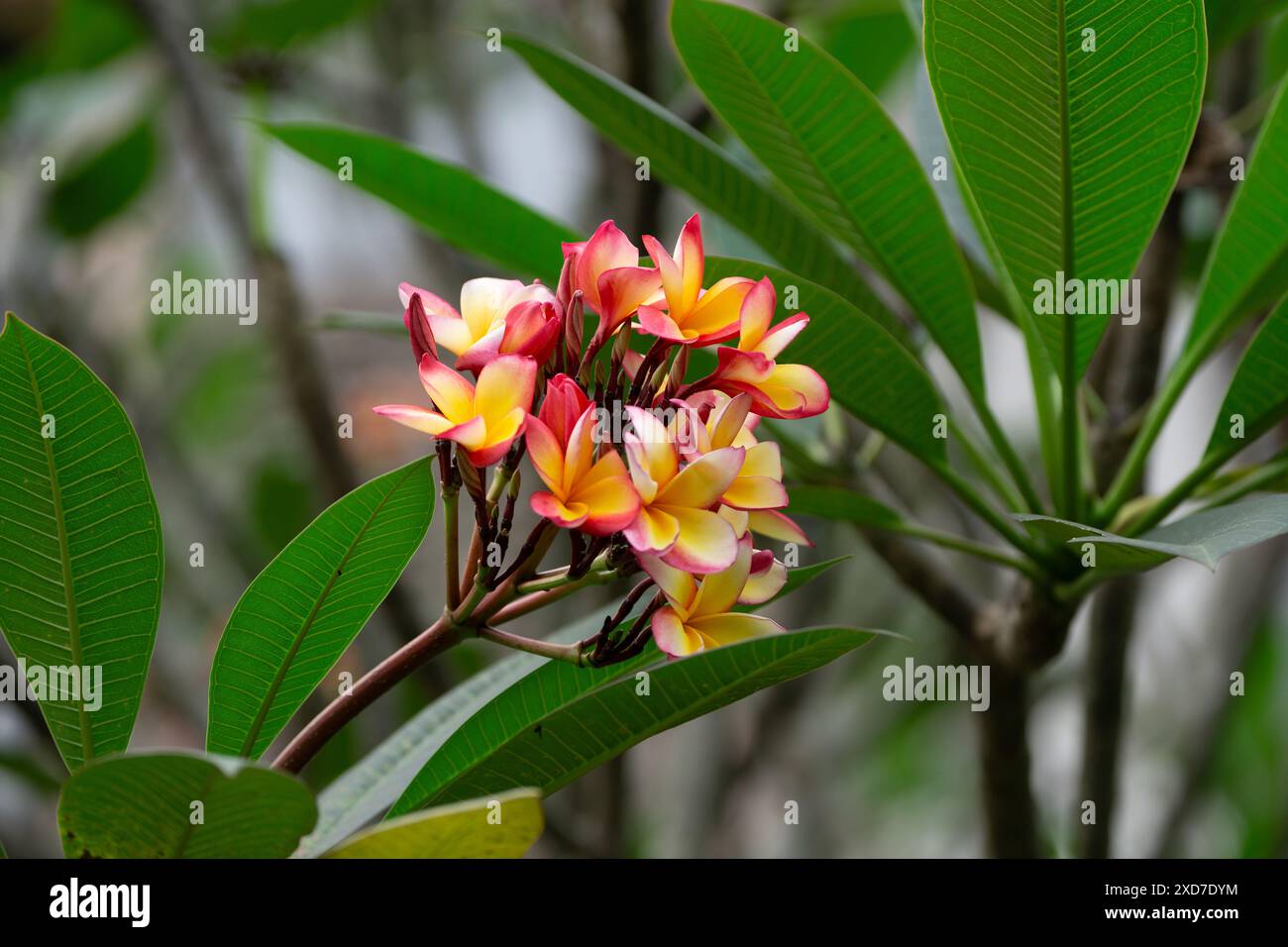 Farbenfrohe Frangipani Plumeria Blumen blühen inmitten grüner Blätter im öffentlichen Park Stockfoto