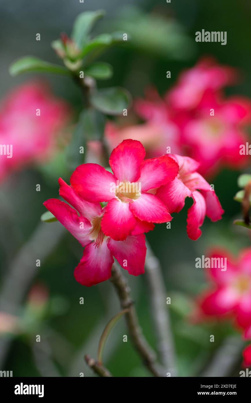 Makroaufnahme von rosa Blumen und grünen Blättern in einem Garten Stockfoto