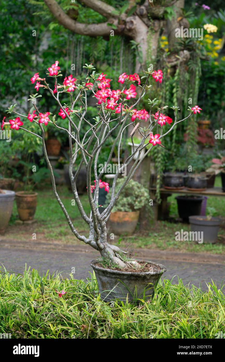 Wunderschöne rosa Blüten auf einem Bonsai-Baum im öffentlichen Park Stockfoto