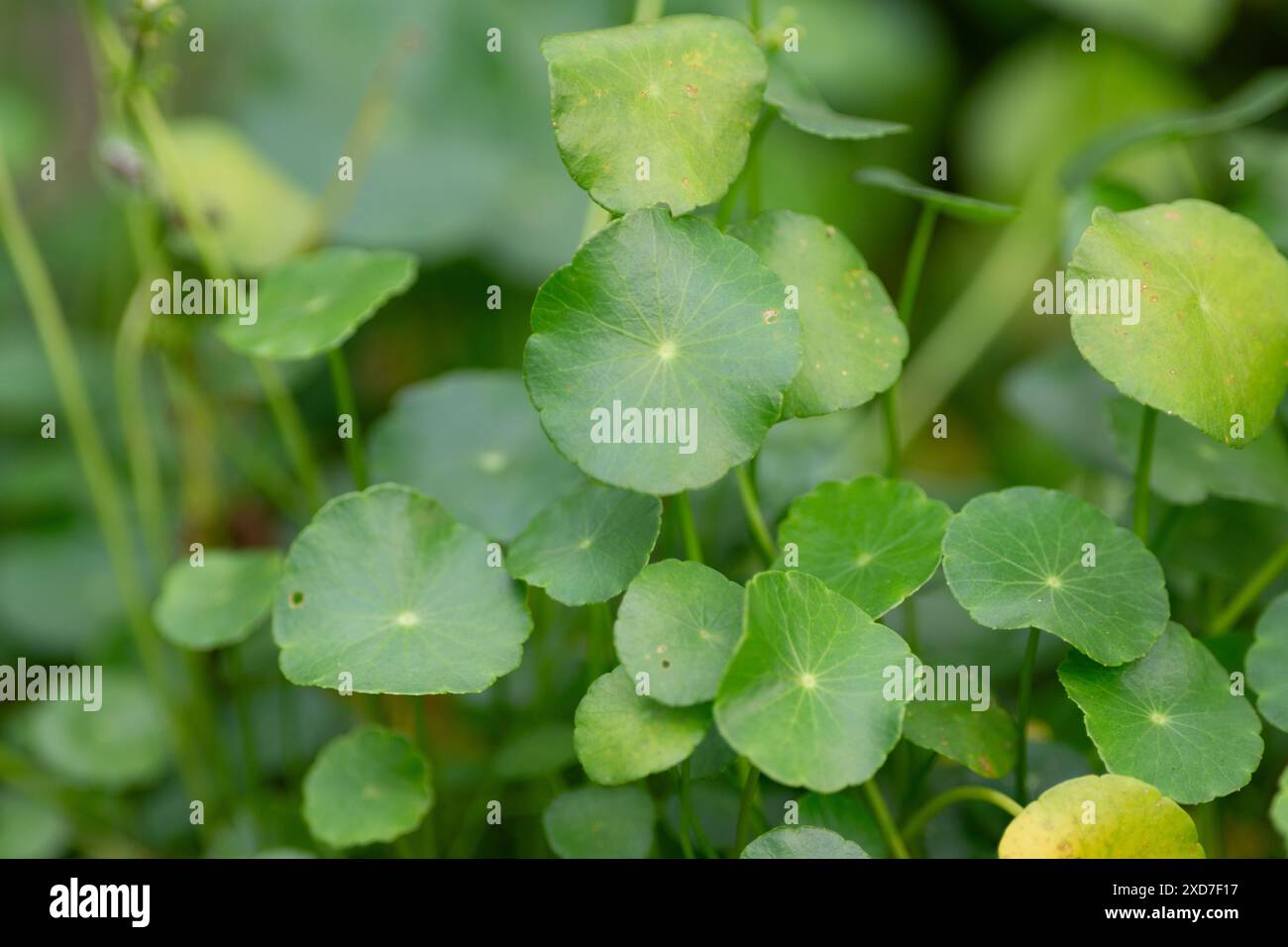 Nahaufnahme frischer Gotu Kola-Blätter im Naturgarten Stockfoto