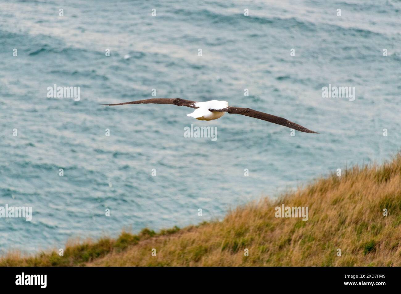 Northern Royal Albatross - Neuseeland Stockfoto