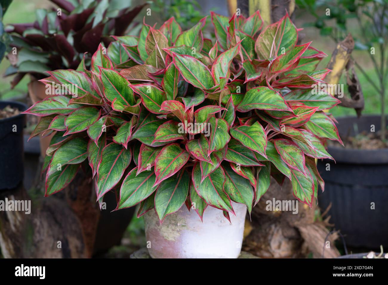 Leuchtend grüne Topfpflanze mit roten Akzenten im botanischen Außenbereich Stockfoto