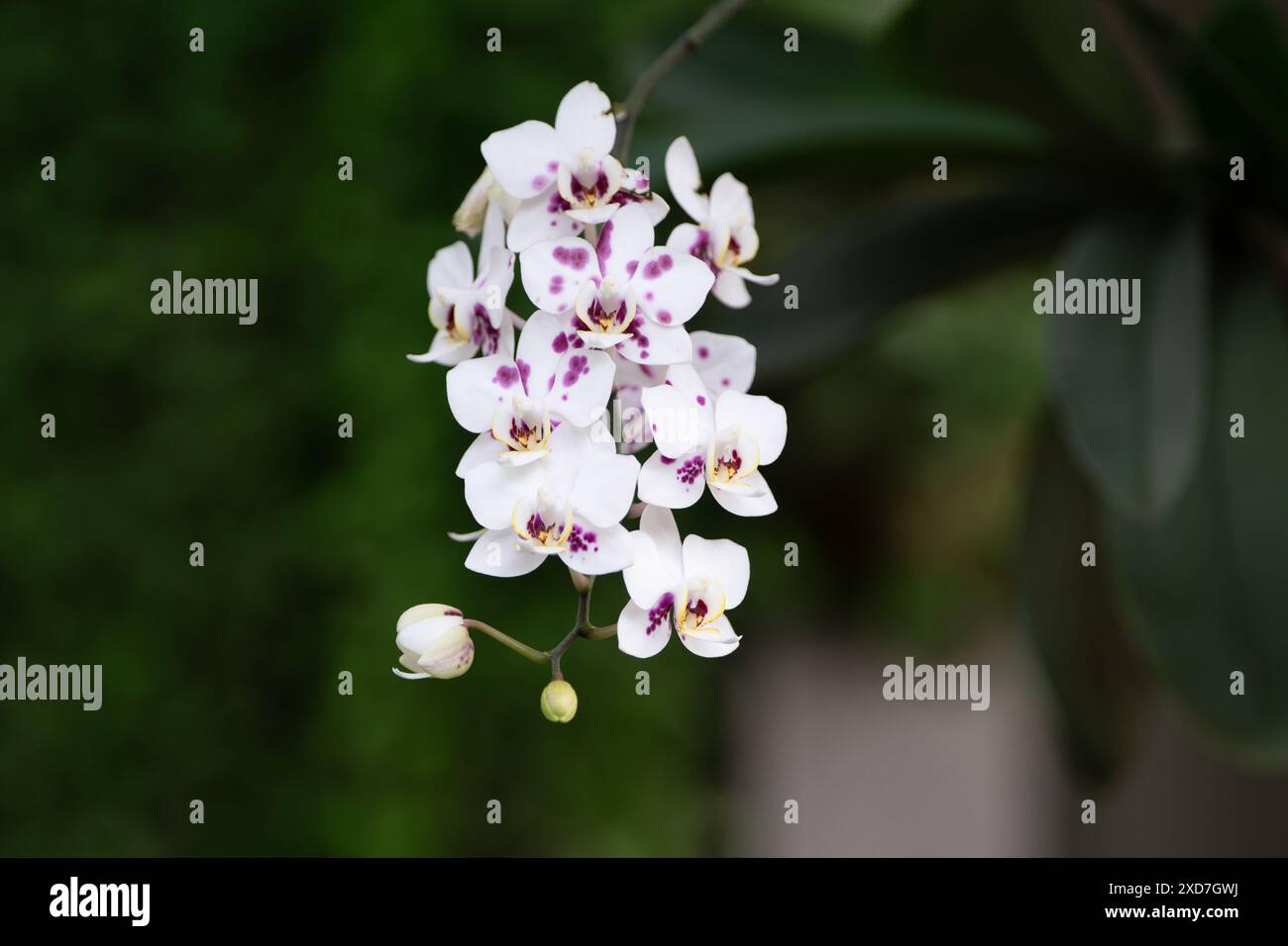 Schöne Nahaufnahme von Weißen Orchideen vor einem natürlichen grünen Hintergrund in einem Garten Stockfoto