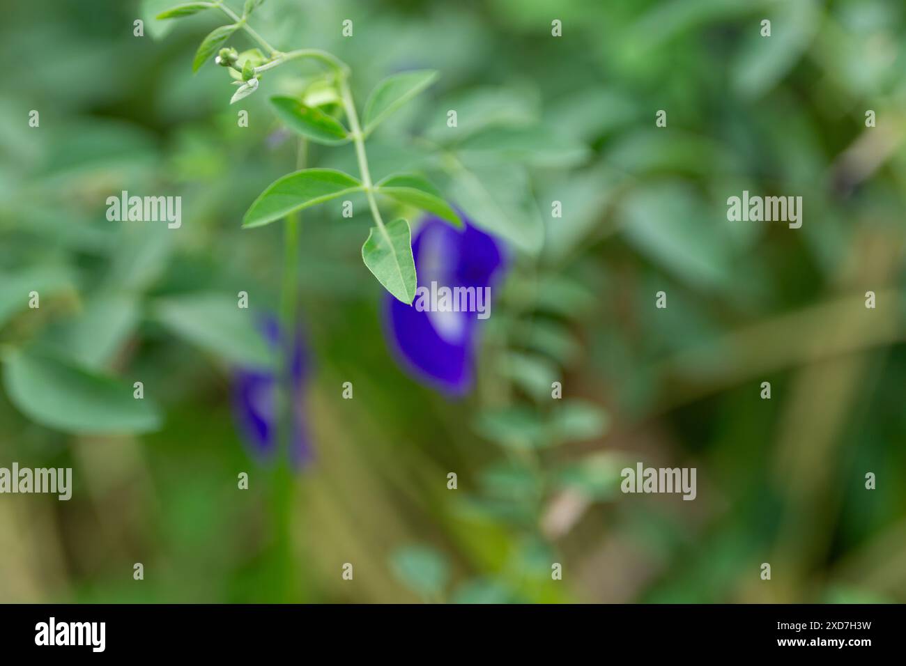 Lebendige blaue Blume inmitten üppiger grüner Laub in einem natürlichen Lebensraum in einem Garten Stockfoto