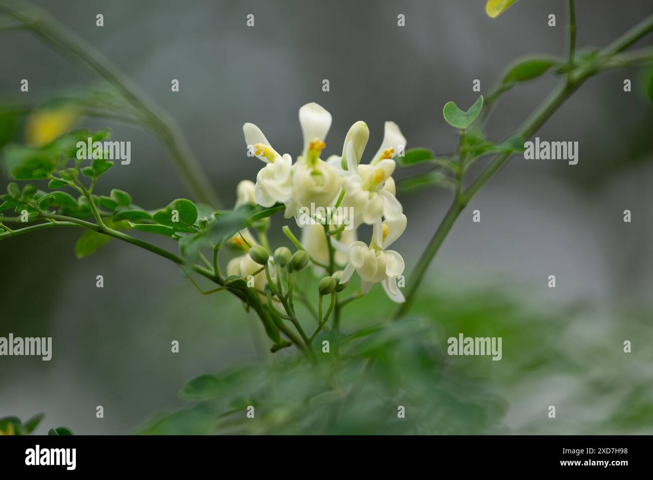 Blühende weiße Moringa-Blumen auf Zweig in natürlichem Licht in einem Garten Stockfoto