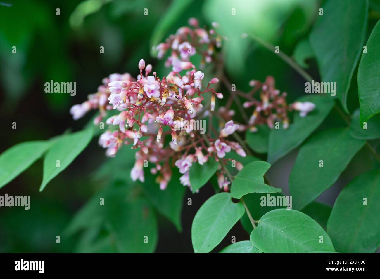 Detaillierte Ansicht der rosa Blüten Blume auf grünen Blättern Stockfoto