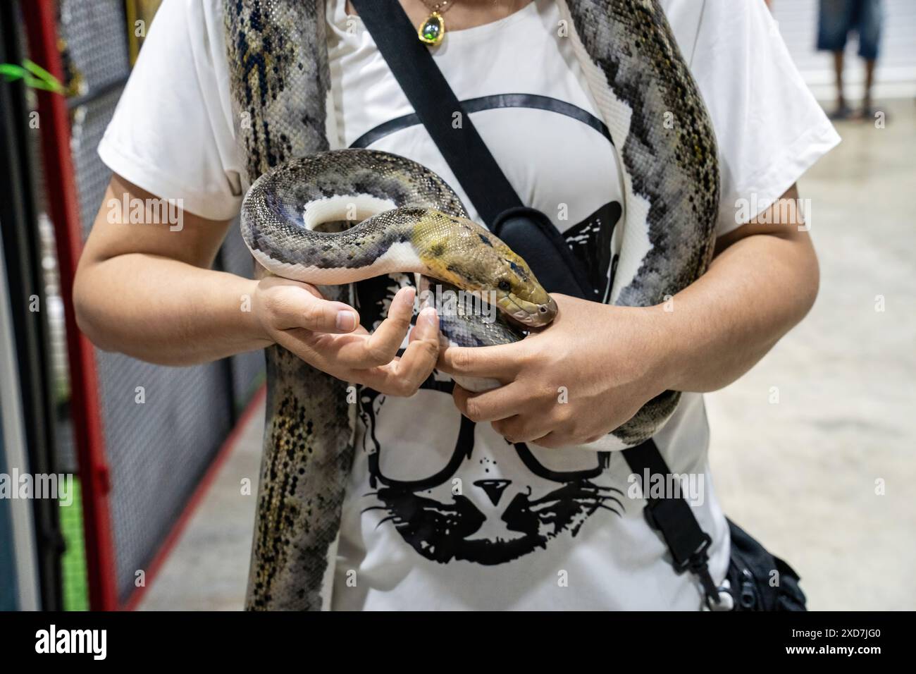 Ballpython auf der Hand der Leute. Es ist ein beliebtes Haustier in Thailand. Stockfoto