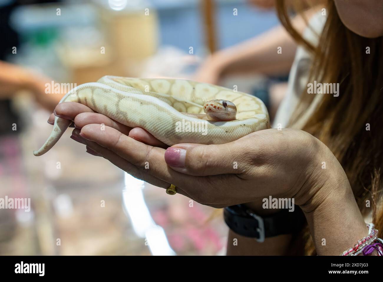 Ballpython auf der Hand der Leute. Es ist ein beliebtes Haustier in Thailand. Stockfoto