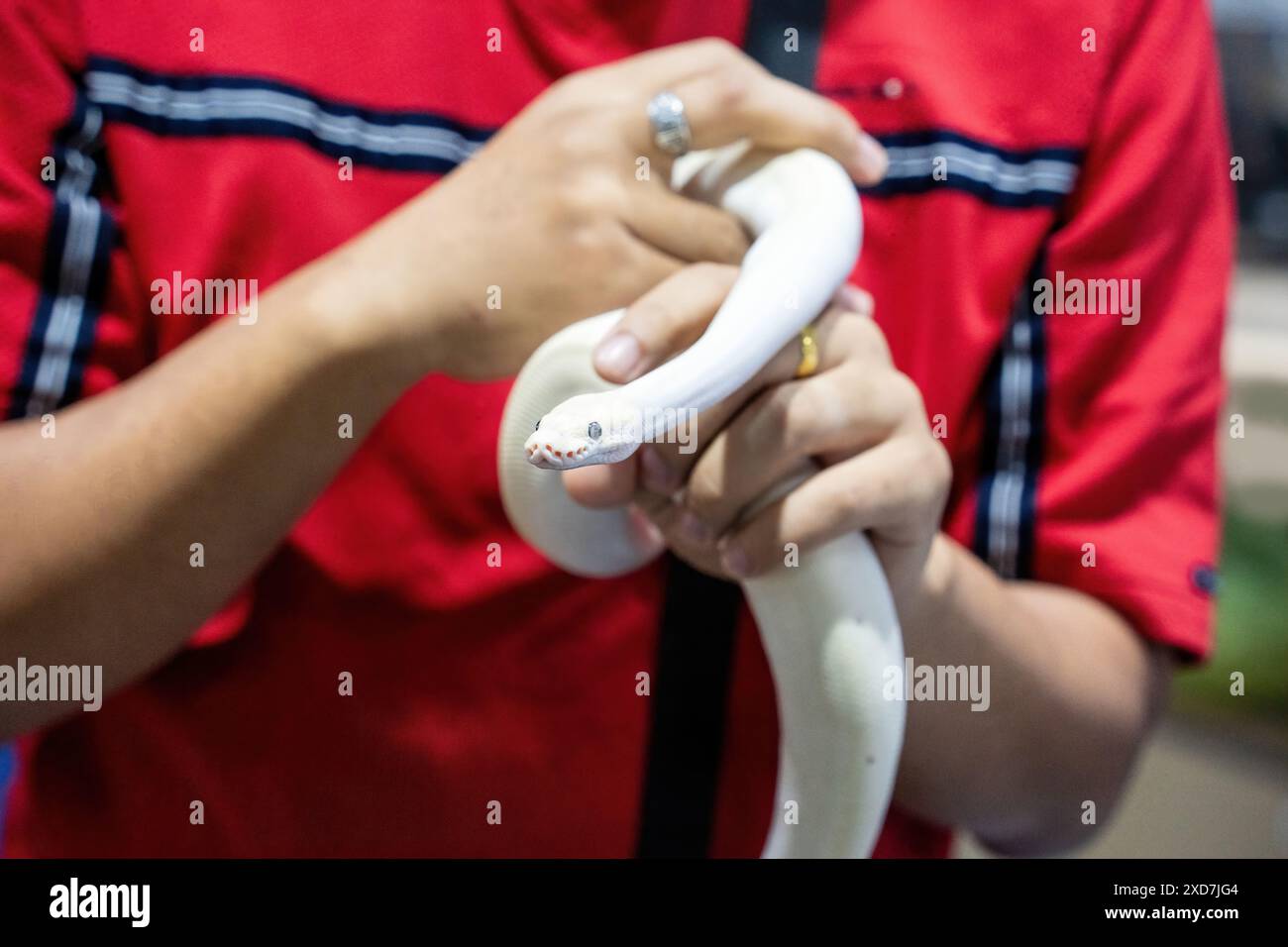Ballpython auf der Hand der Leute. Es ist ein beliebtes Haustier in Thailand. Stockfoto