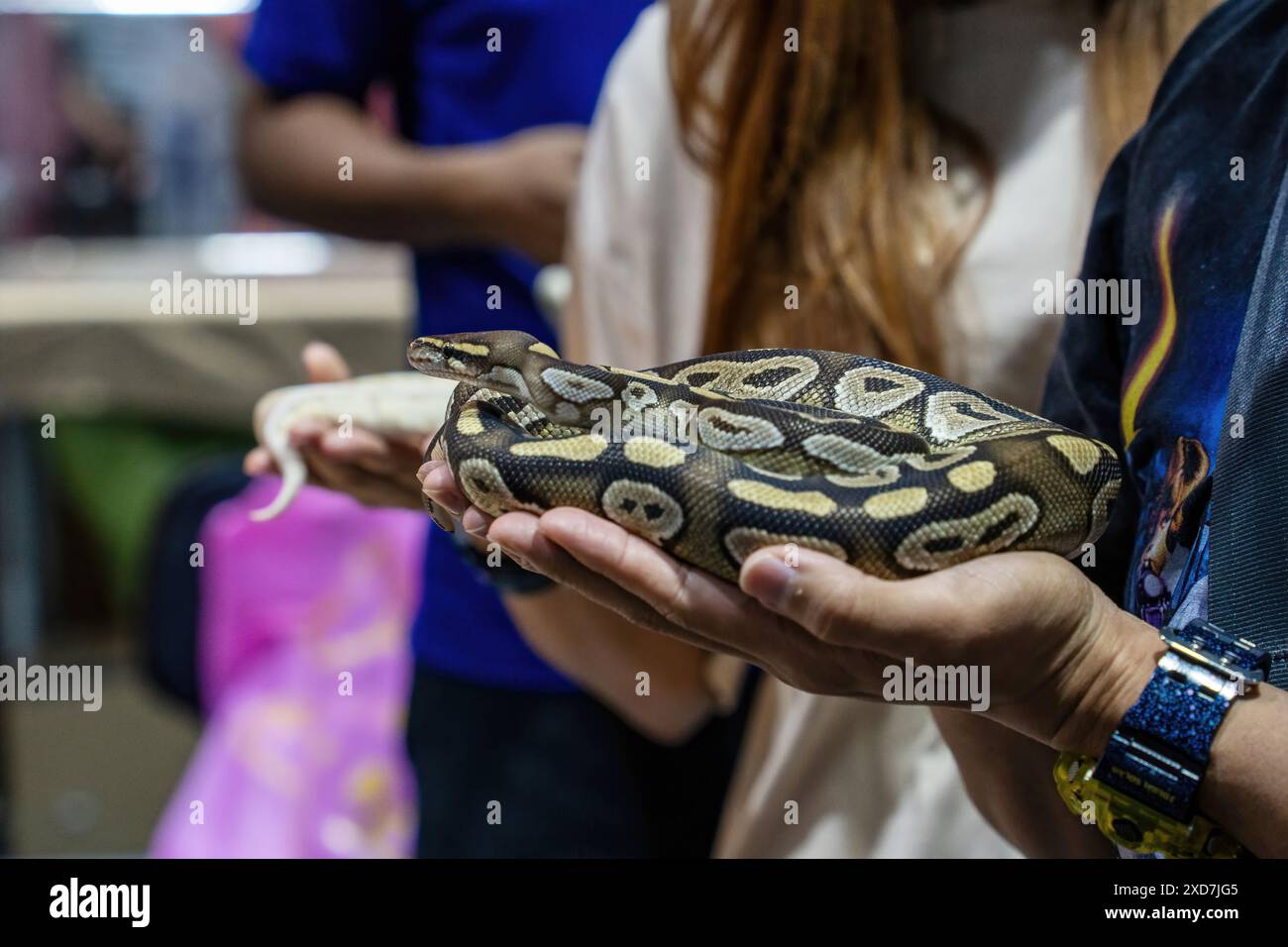 Ballpython auf der Hand der Leute. Es ist ein beliebtes Haustier in Thailand. Stockfoto