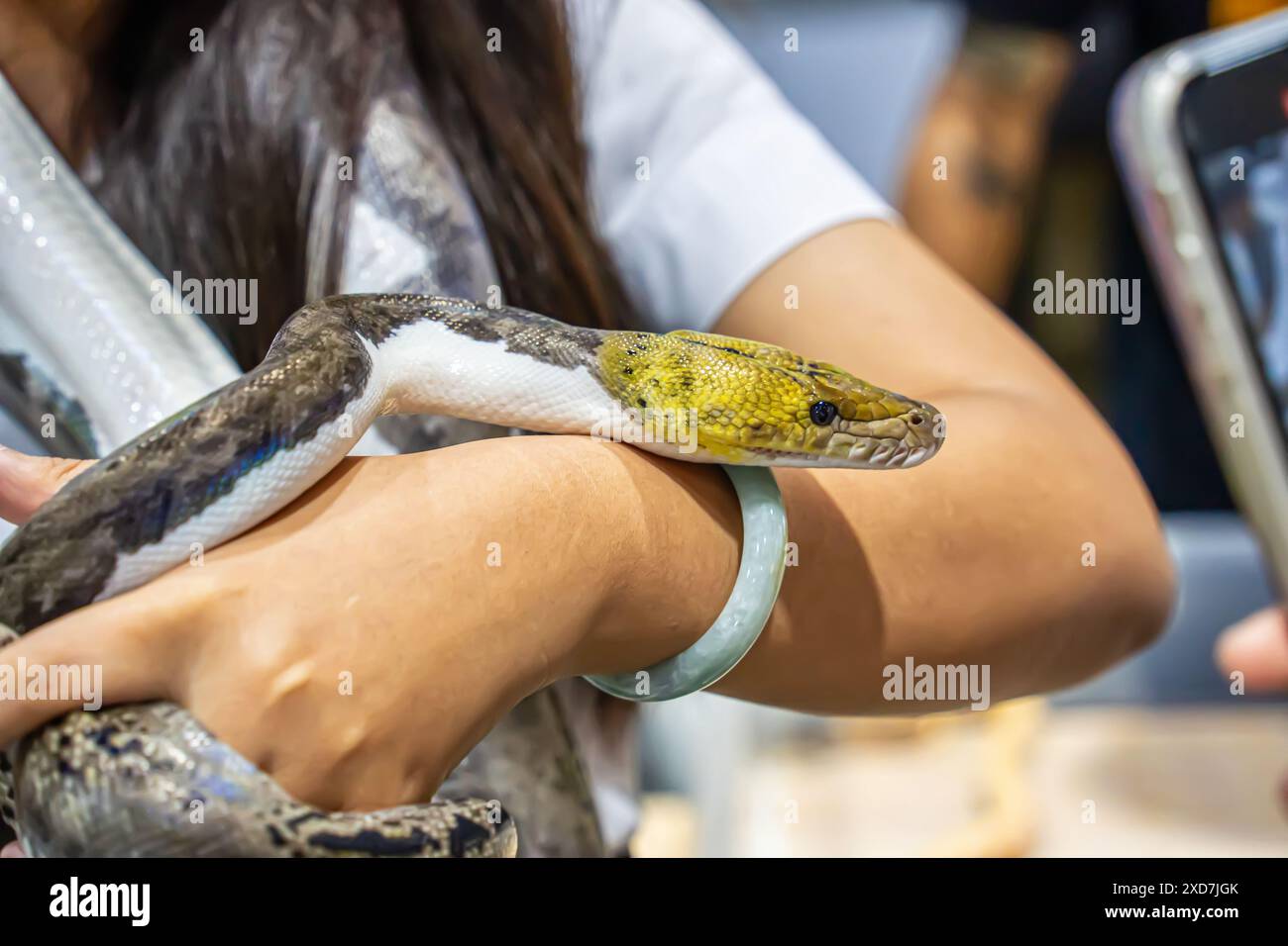 Ballpython auf der Hand der Leute. Es ist ein beliebtes Haustier in Thailand. Stockfoto